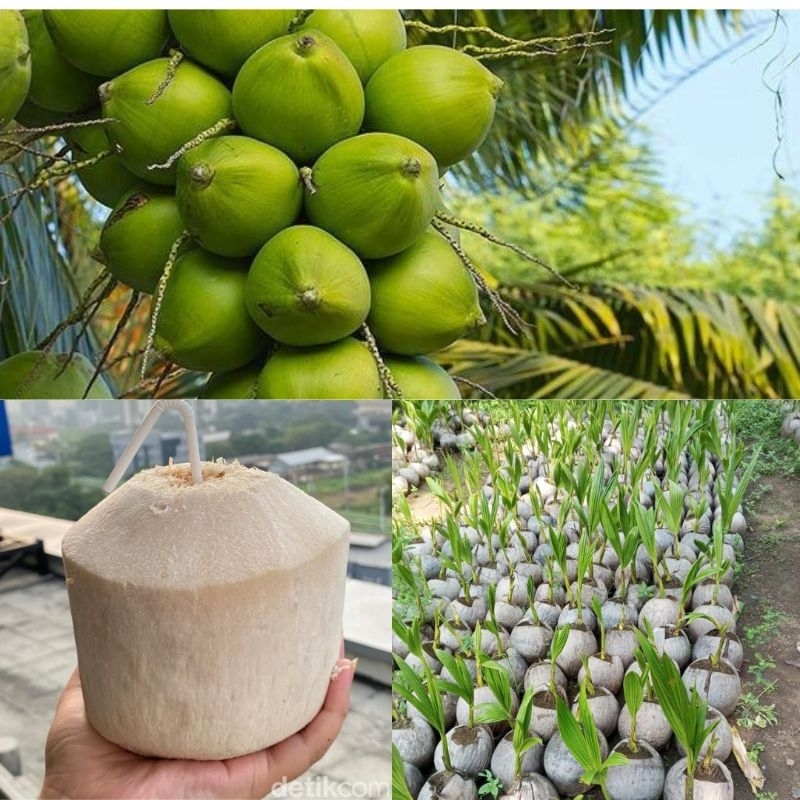 Kelapa, Bibit Kelapa Pandan Wangi Asli Thailand, Bibit Kelapa Pandan Thailand, Bibit Kelapa Pink