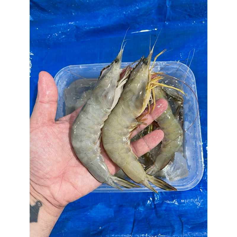 

Udang Laut Kelong Size 20-25 ekor / kg