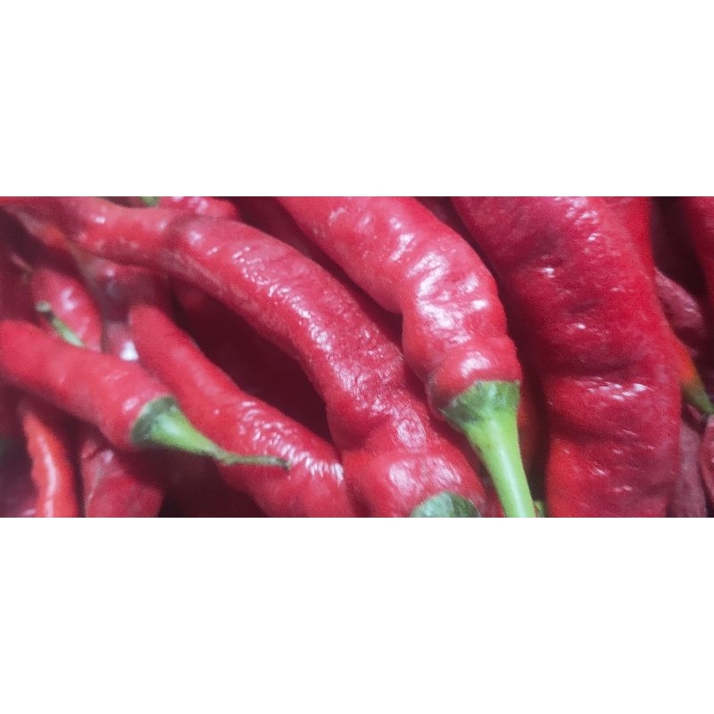 

cabe tanjung lokal segar