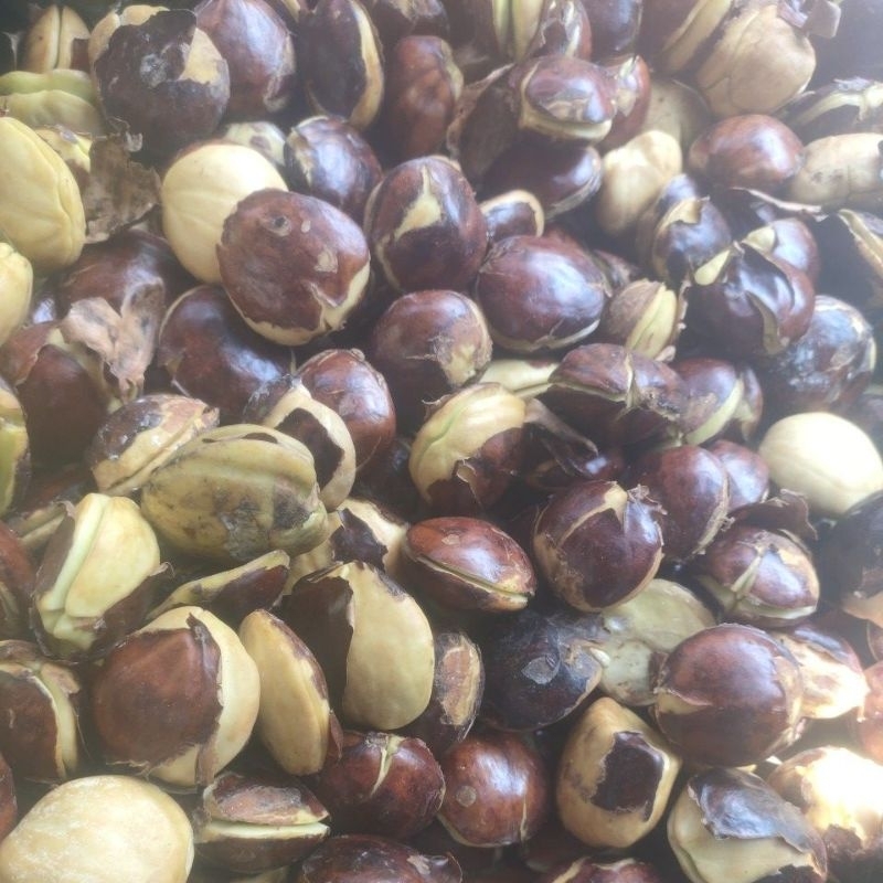 

Jengkol jepara besar 250 gram