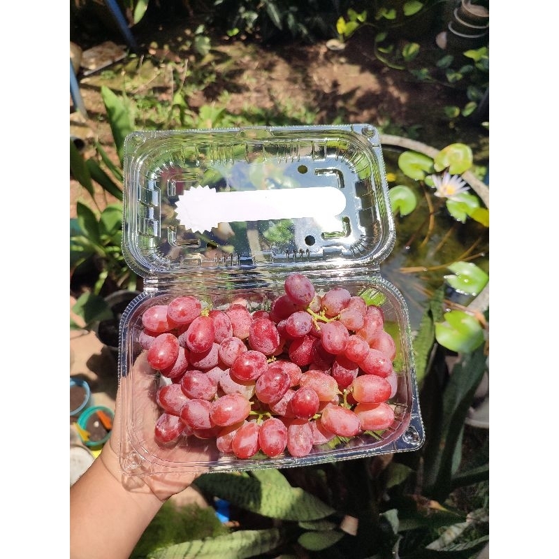 

Anggur Crimson Tanpa Biji Manis dan Segar