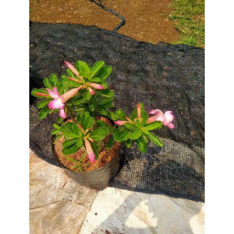 Bonsai kamboja jepang adenium bunga ping murah