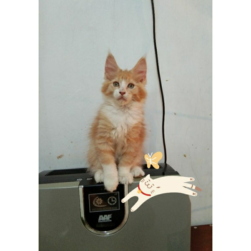 Kucing Kitten MaineCoon Jantan dan Betina Pure Bkn Mix. Garansi Keasliannya.