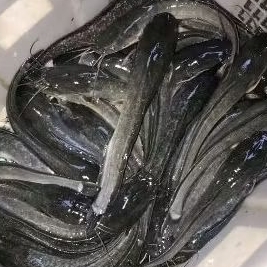 

ikan lele 1kg