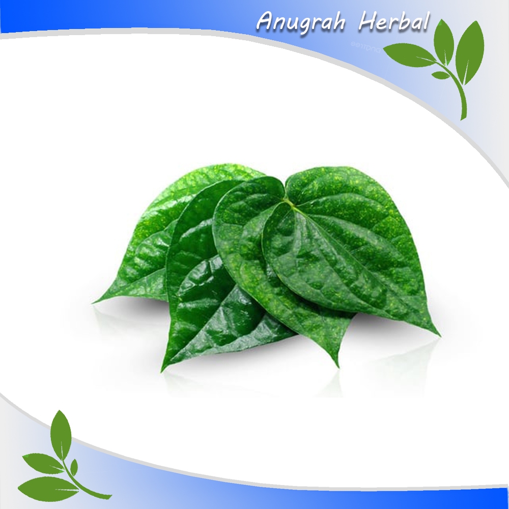 

Daun sirih khusus pucuk atau daun muda 500 gram