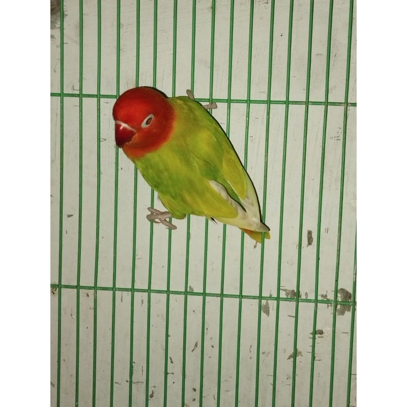 lovebird biola pf green minus kaki sama ekor medan