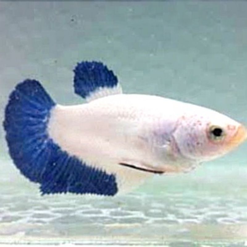 Plakat Blue Rim Butterfly Pajangan Kamar Wanita