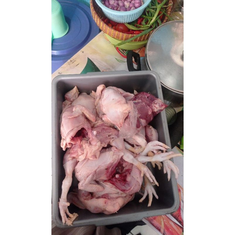 

Ayam potong 1 ekor dipotong 10 Bb ayam 1kg-1.2kg