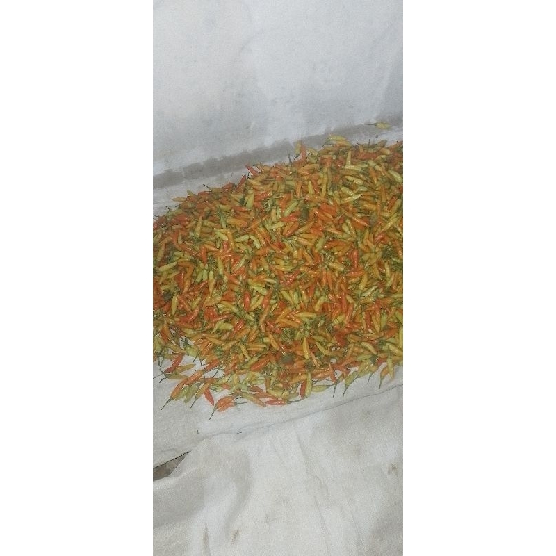 

cabe rawit ori 10kg. harga bisa nego.hubungi penjual