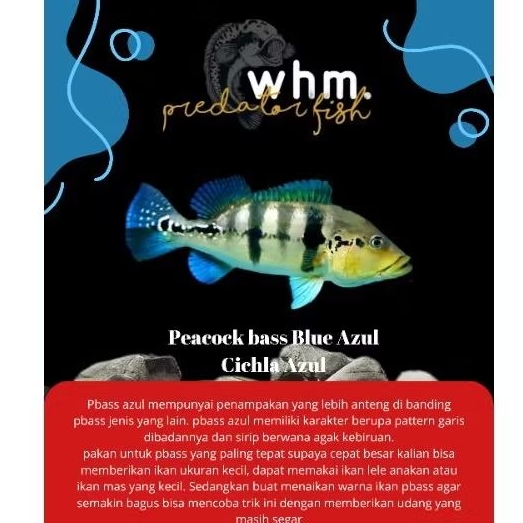 peacock bass blue azul 7-8 cm (mainan ikan)