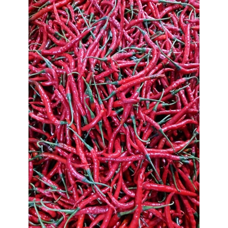 

Cabaimerahkeriting500gr