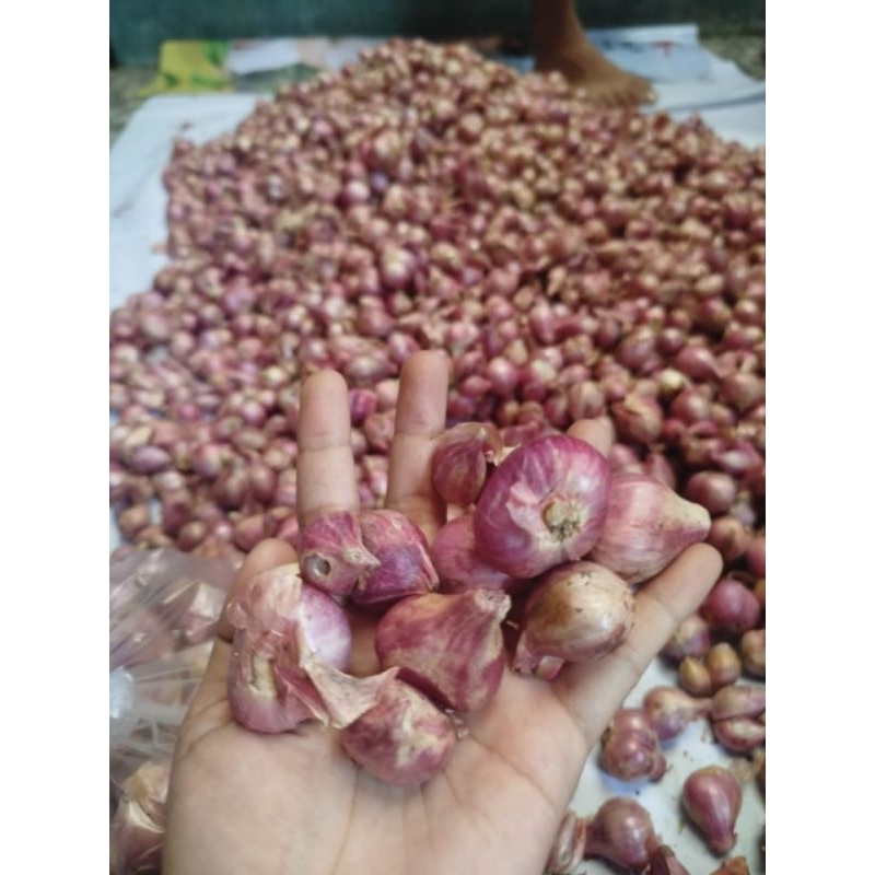 

Bawang Merah Nganjuk Tanggung/Murah/Brambang Nganjuk