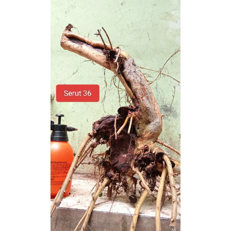 Bahan Bonsai Serut Raft Ekstrim Berkarakter