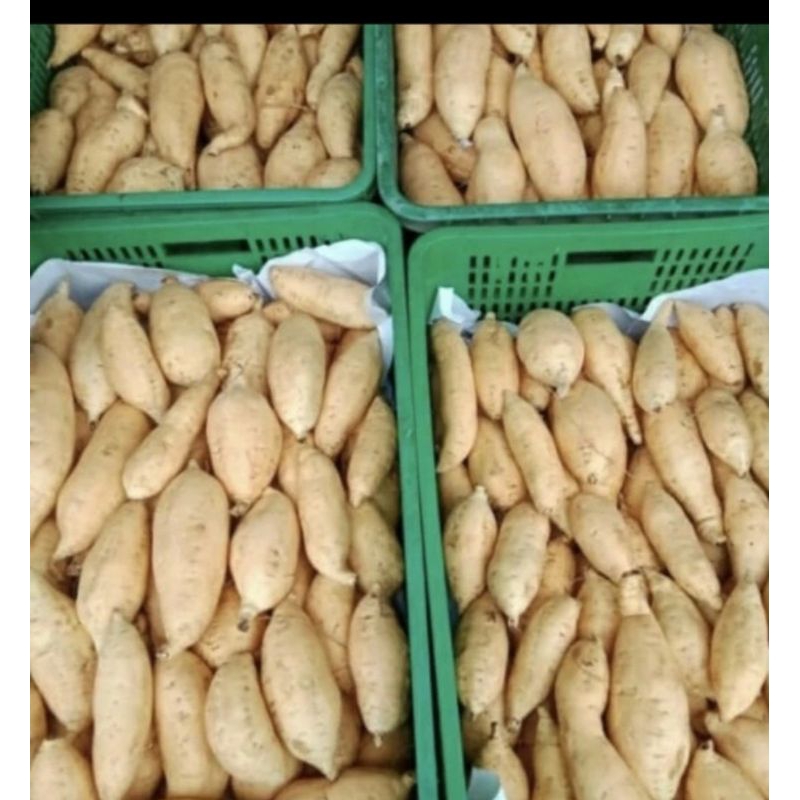 

ubi madu Cilembu fresh 1kg