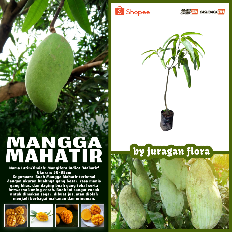 BIBIT TANAMAN MANGGA MAHATIR MANIS OKULASI CEPAT BERBUAH TINGGI 50-85CM POHON MANGGA BIBIT MANGGA