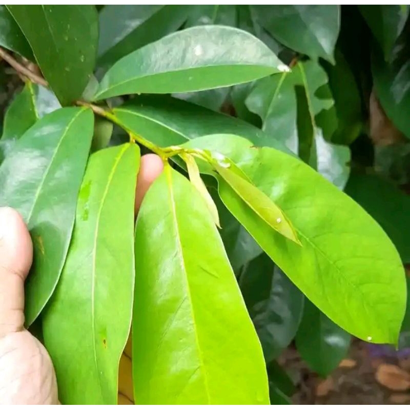 

Daun sirsak monaluxe kualitas premium Fress 100 lembar