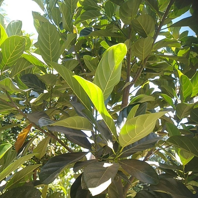 

daun nangka segar baru dipetik 100 lembar