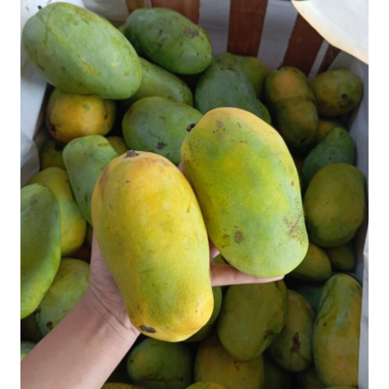 

Mangga Enak Segar Bergizi Sehat