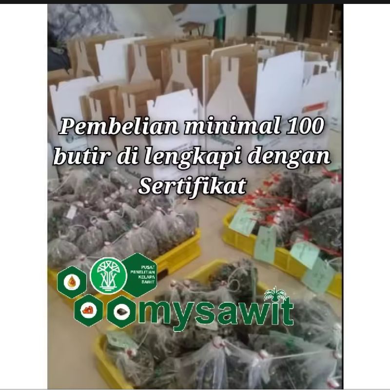 150 Butir Benih Bibit Polong SAWIT PPKS DXP MEDAN PELEPAH PENDEK ORIGINAL SERTIFIKAT