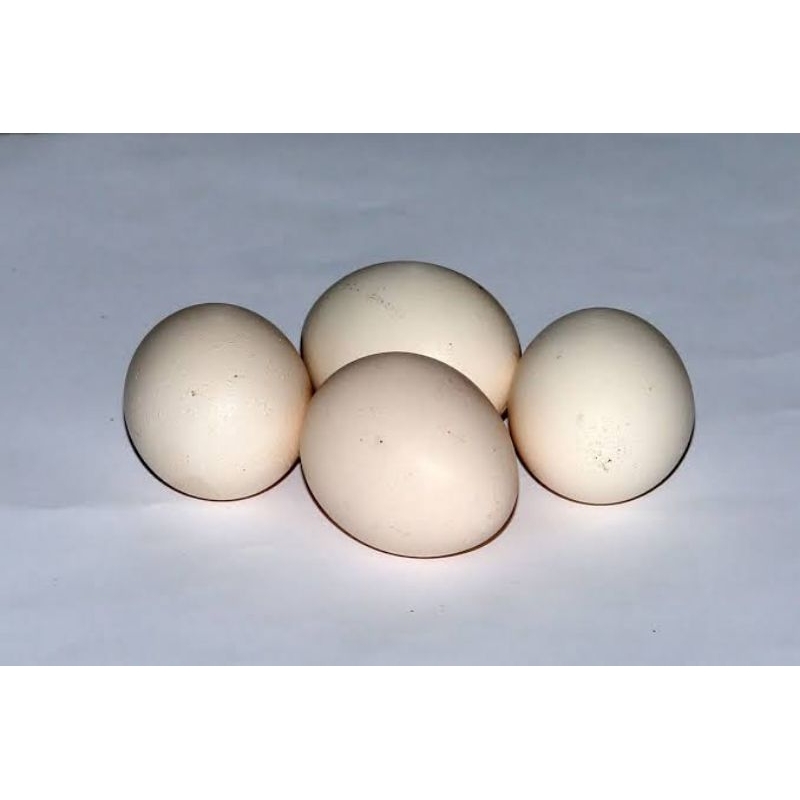 

telor ayam kampung 1 pc