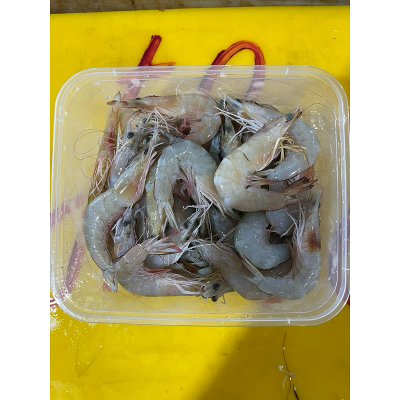 

udang kelong laut size 40-45 ekor / kg