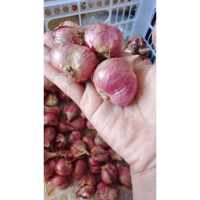 

Bamer Brebes gedem2