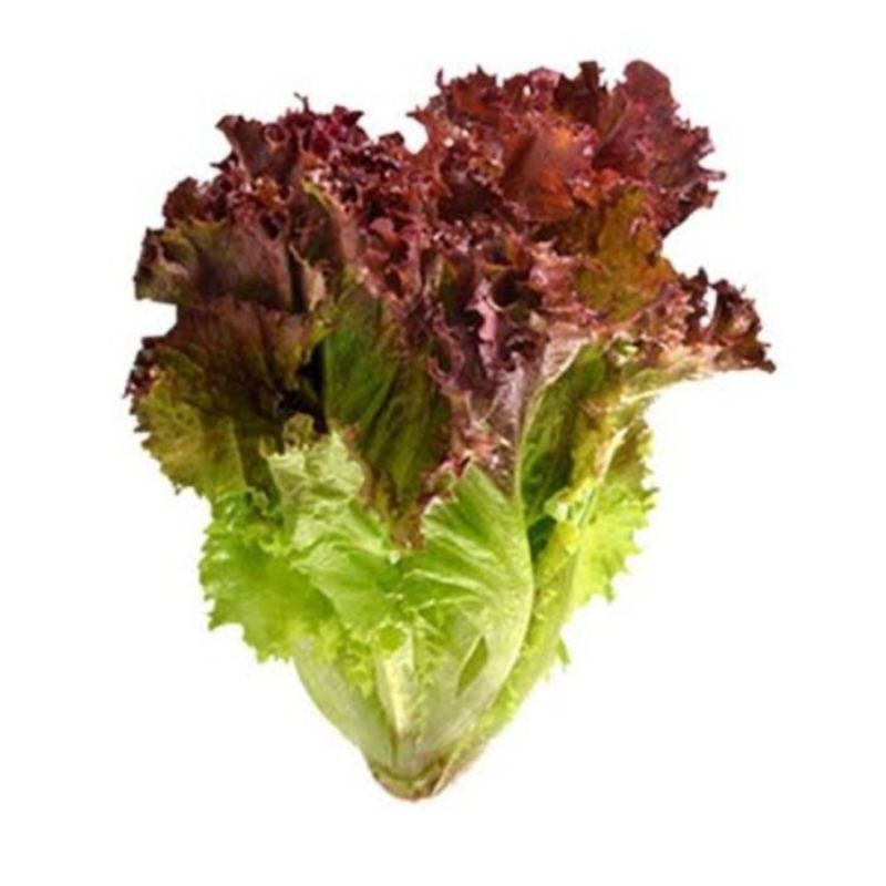 

selada lolorosa, selada merah, selada lettuce lolorosa