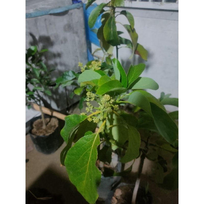 BIBIT ALPUKAT MIKI KONDISI SUDAH BERBUNGA