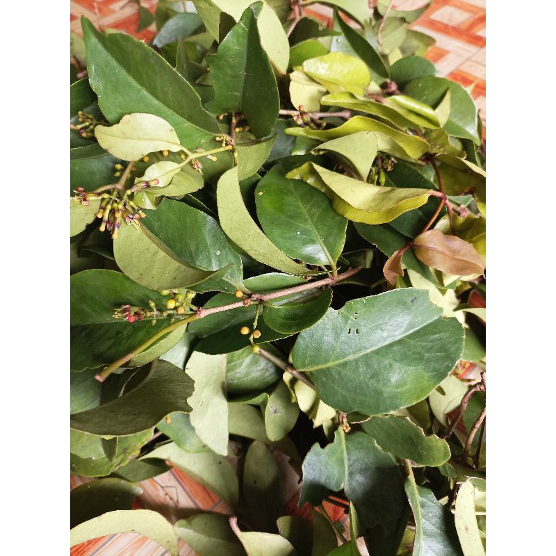 

Daun benalu sendok kering per 500gram