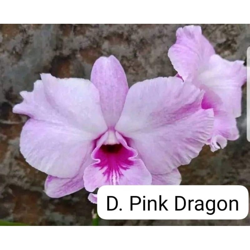 Anggrek Dendrobium Pink Dragon Dewasa