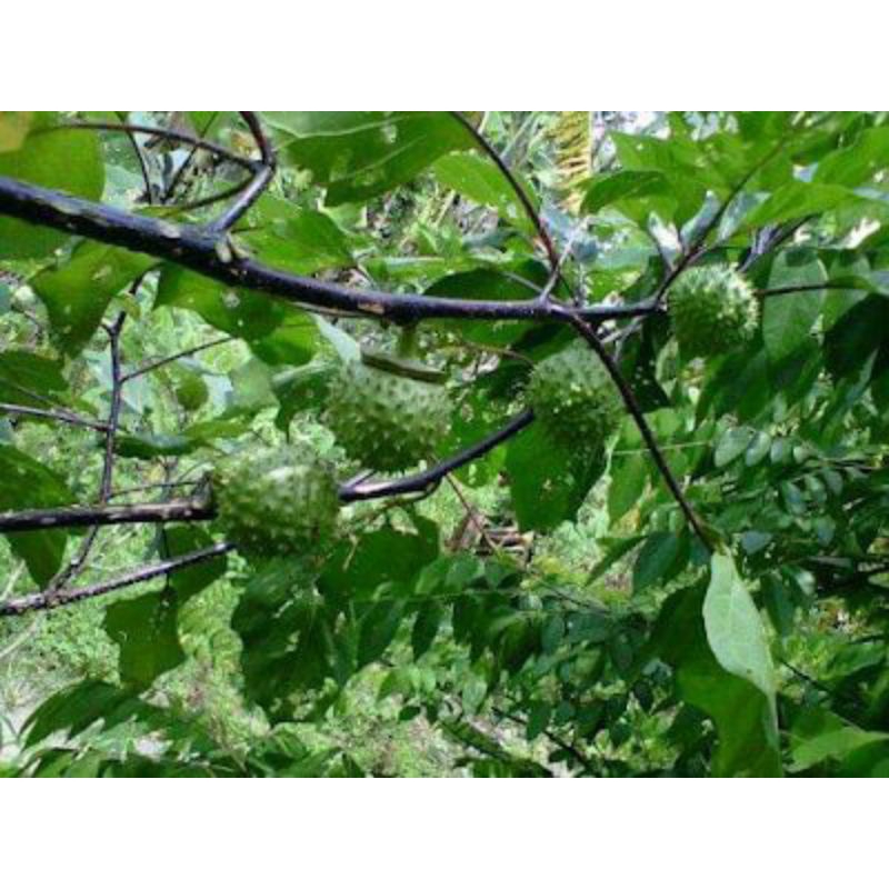 

DAUN KECUBUNG SEGAR PAKET 25 LEMBAR
