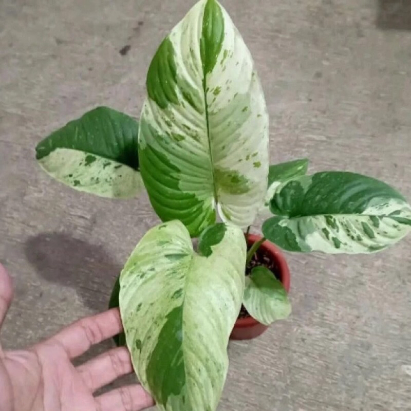 tanaman hias homalomena varigata