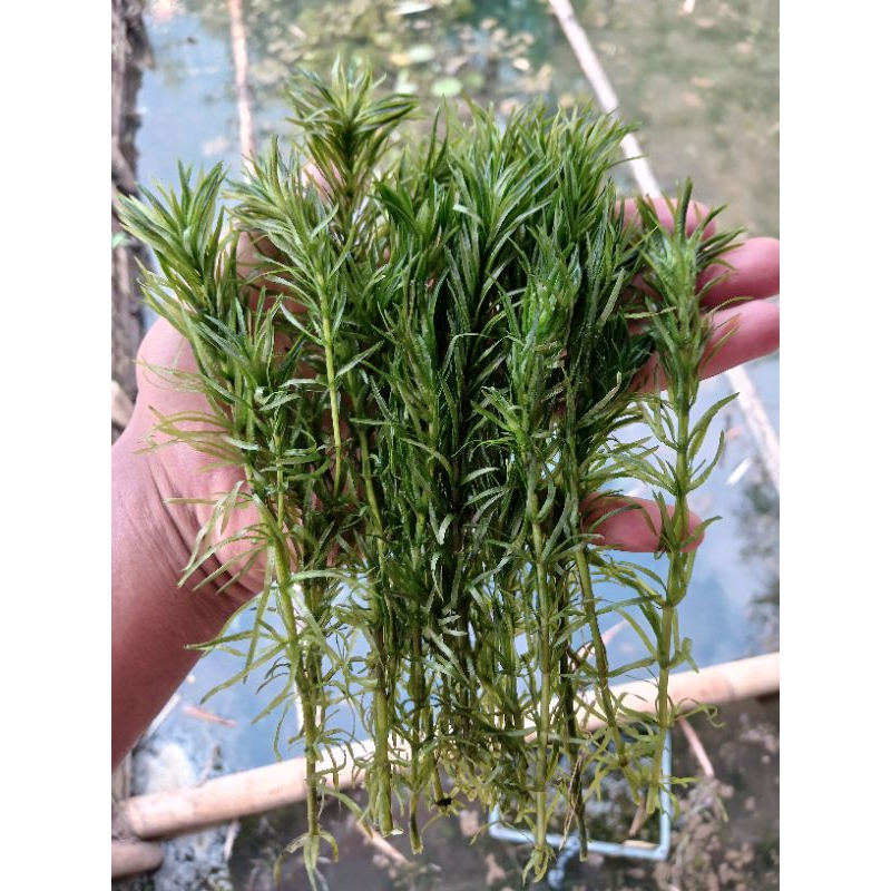 Blyxa Japonica Per 10-100 Batang Tanaman hias aquascape low co2