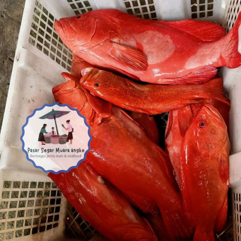 

Ikan Kerapu Lodi Kerapu Sunu Segar Seafood hasil laut segar 1 kg