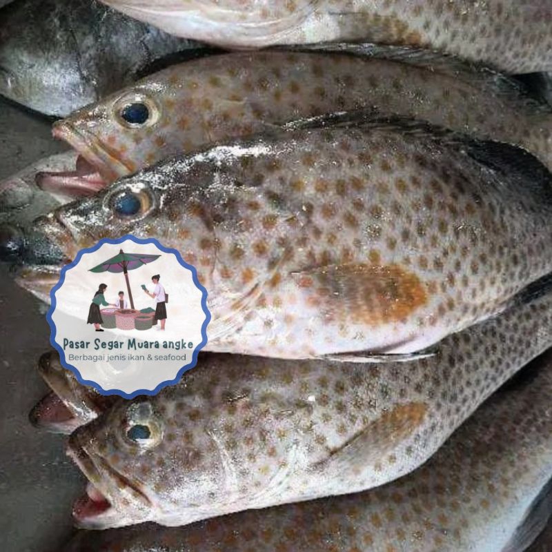 

Ikan Kerapu Totol Segar Seafood hasil laut segar 1 kg