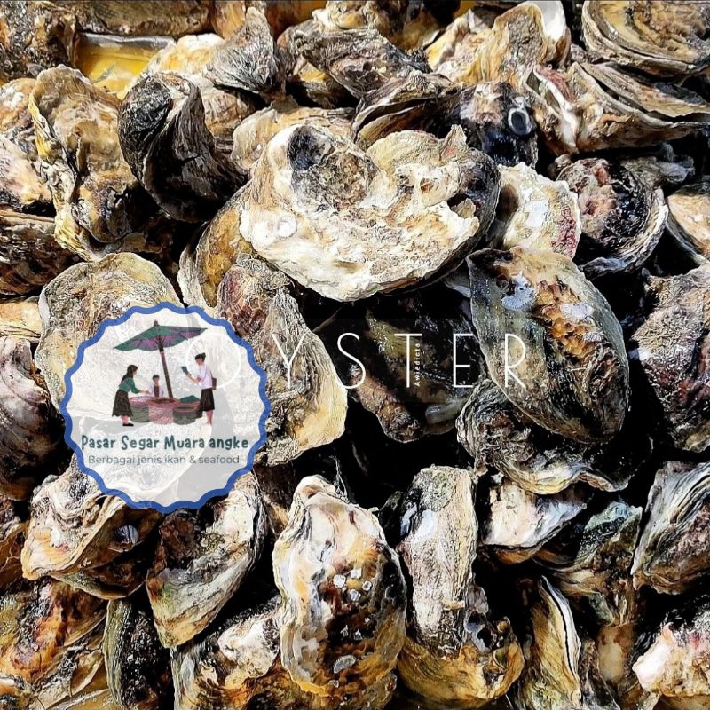 

Kerang Tiram Kerang Oyster Segar Seafood hasil laut segar 1 kg