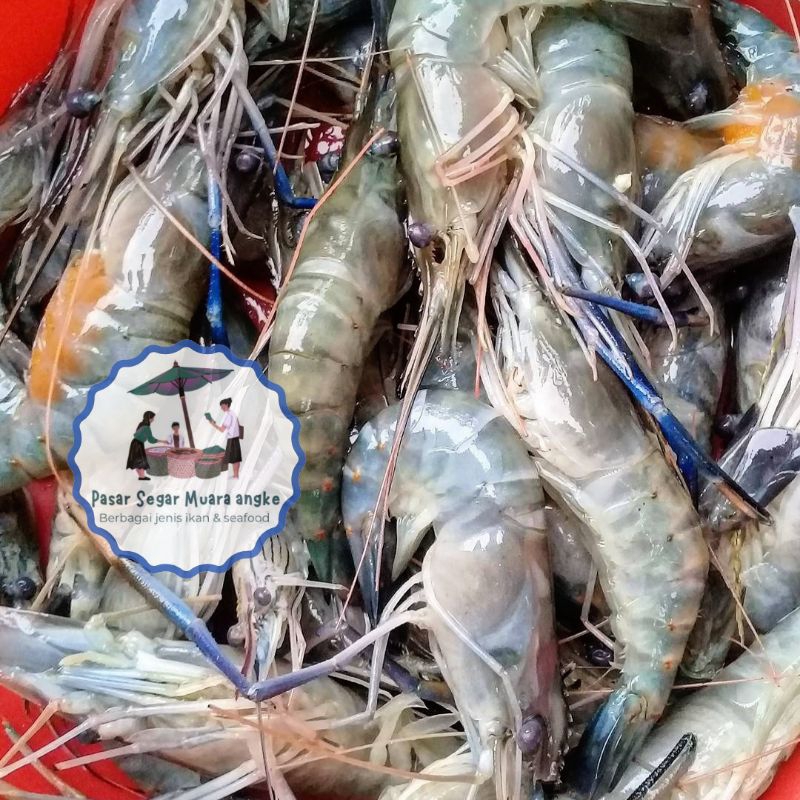 

Udang Vaname Air Tawar segar 1 kg