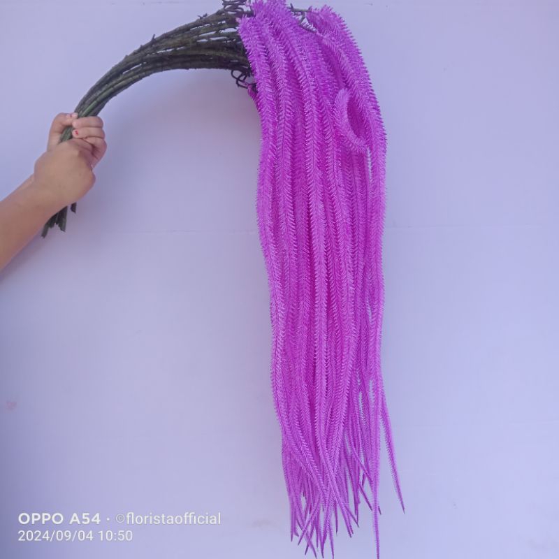 ekor naga ungu violet amarantus jumbo super latek