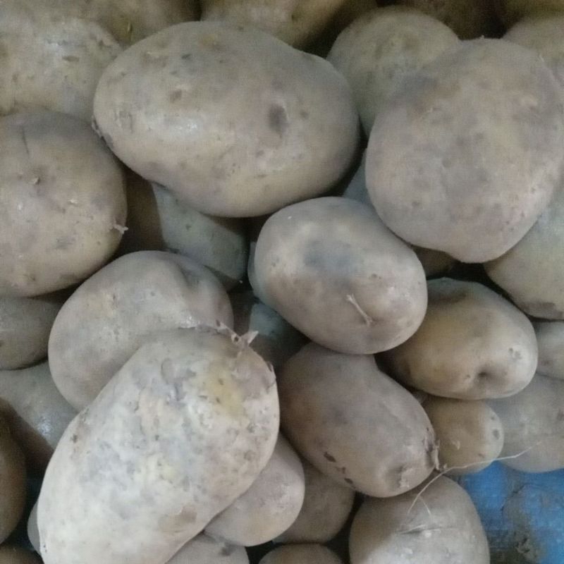 

Kentang dieng 500gr