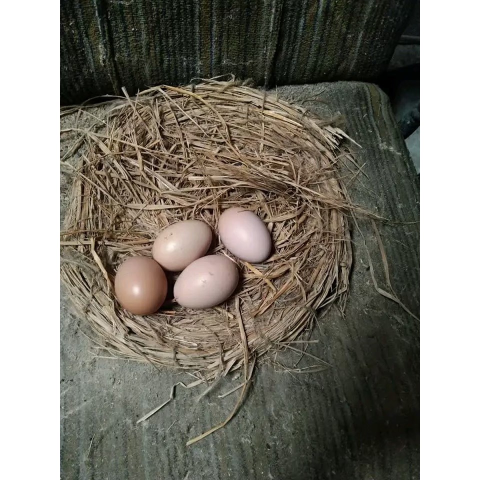 SIAP TETAS TELUR AYAM INDIO GIGANTE F1 / AYAM RAKSASA