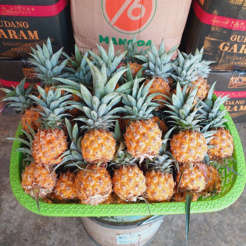 

nanas madu pemalang 8biji 2kg