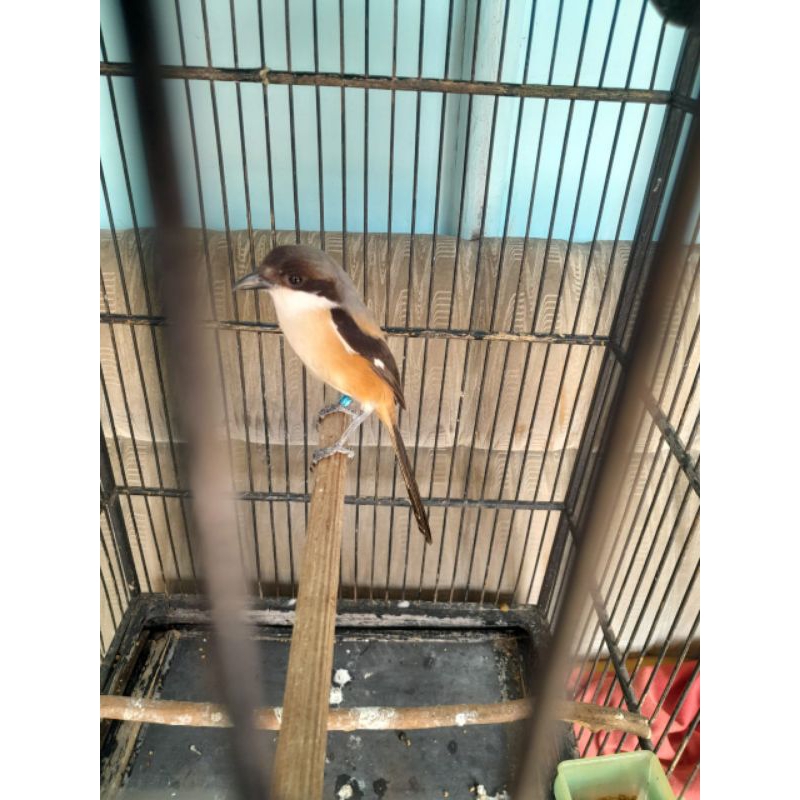 Burung Cendet Madura