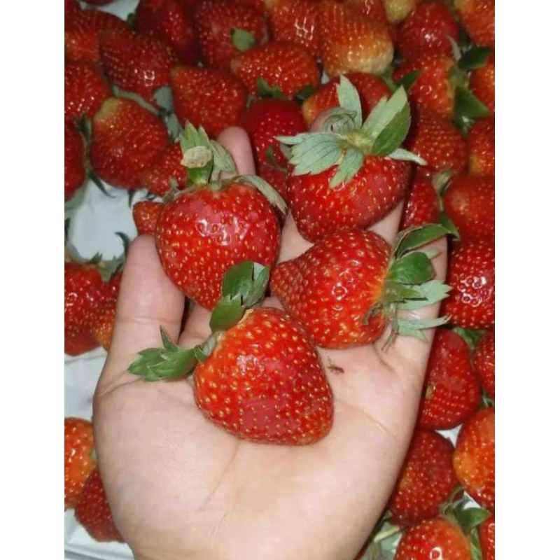 

Buah Strawberry Dikirim Dalam Kondisi Segar Lewat Paket