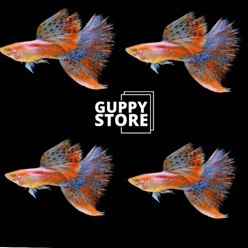 

KARDUS EXTRA RED GRASS BELI 4 GRATIS 1