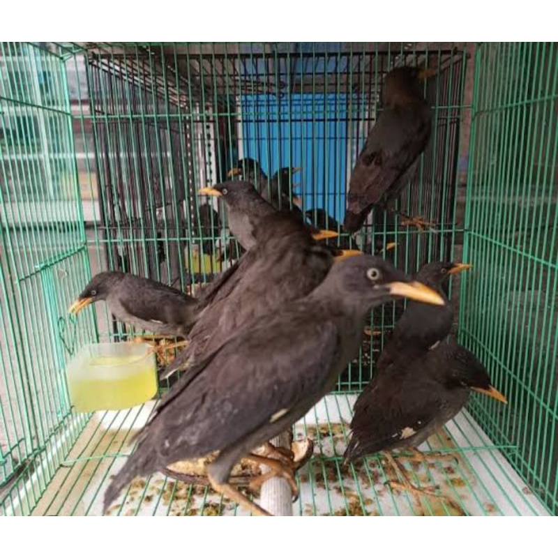 jalak kebo jantan dan betina
