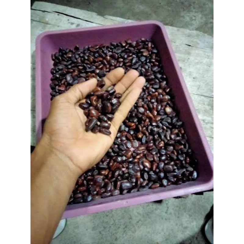 Biji Asam Jawa 1kg Siap Semai & Tanam