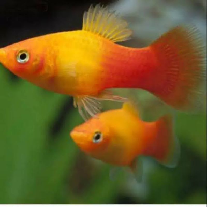 ikan platy sunset aquascape