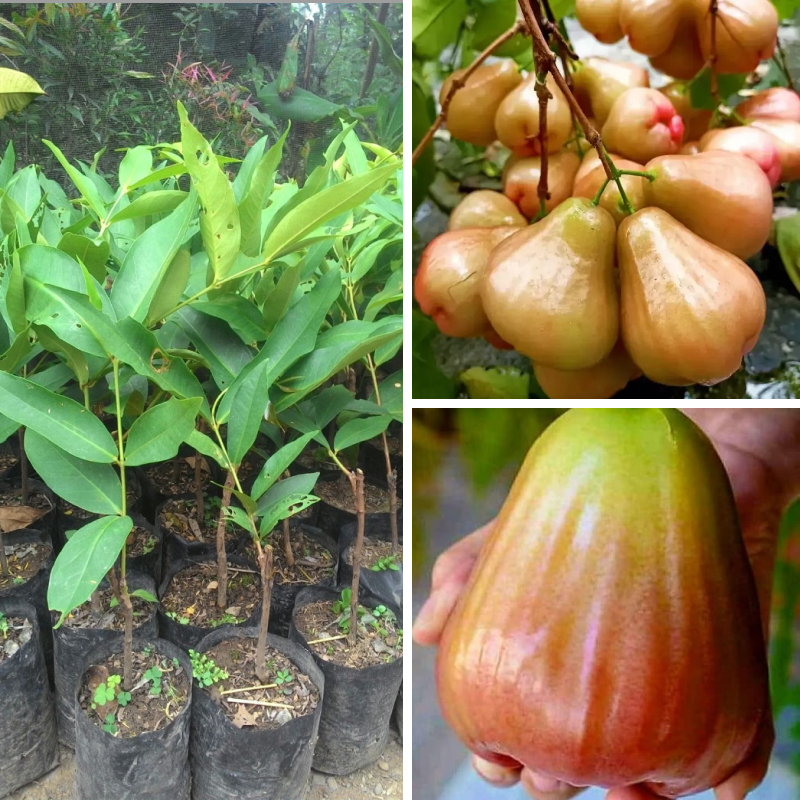 BIBIT JAMBU AIR KING ROSE OKULASI 40-90CM / TANAMAN JAMBU AIR KING ROSE / POHON JAMBU AIR KING ROSE 
