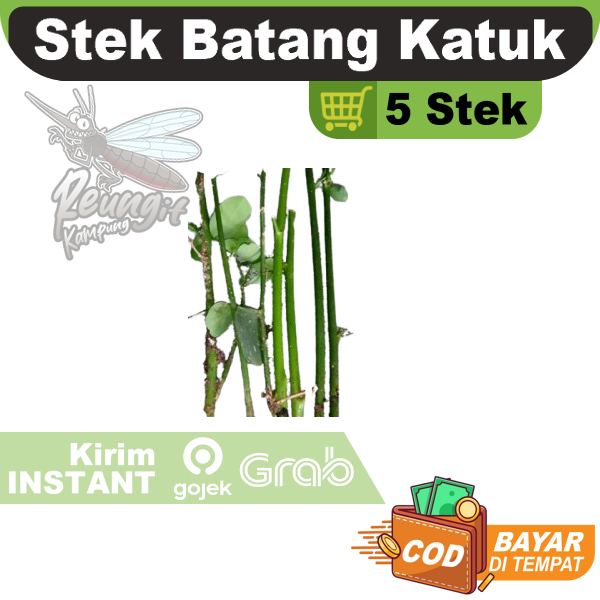 

Stek Batang Katuk 5 Pcs