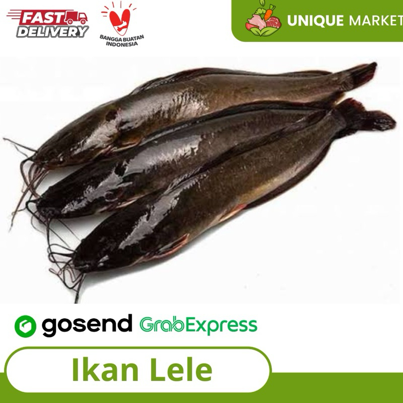 

Ikan Lele Segar